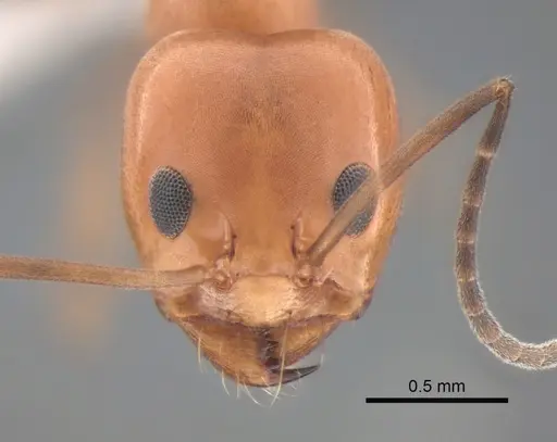 Dorymyrmex bicolor specimen CASENT0841112 image casent0841112_2