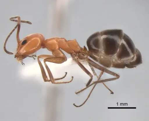 Dorymyrmex bicolor specimen CASENT0841112 image casent0841112_3