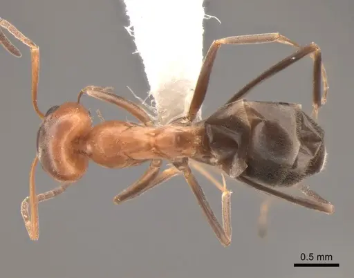 Dorymyrmex bicolor specimen CASENT0841124 image casent0841124_1