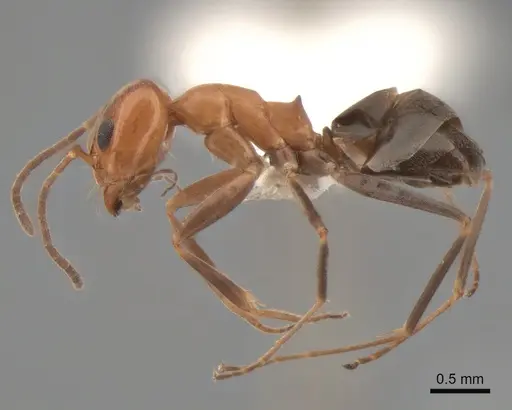 Dorymyrmex bicolor specimen CASENT0841124 image casent0841124_3