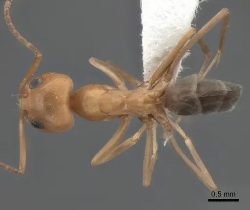 Dorymyrmex bicolor specimen CASENT0841125 image casent0841125_1