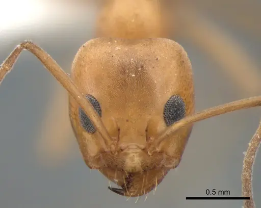 Dorymyrmex bicolor specimen CASENT0841125 image casent0841125_2