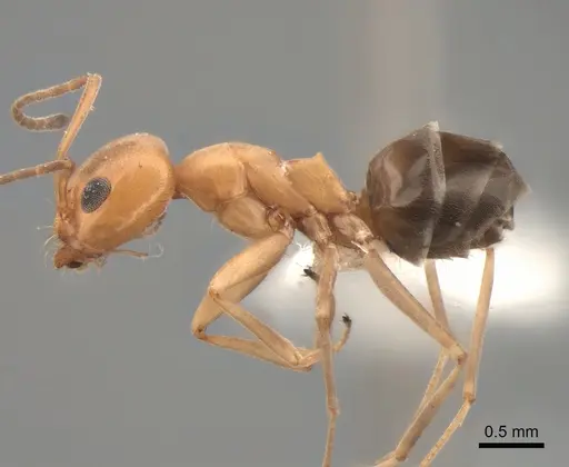 Dorymyrmex bicolor specimen CASENT0841125 image casent0841125_3