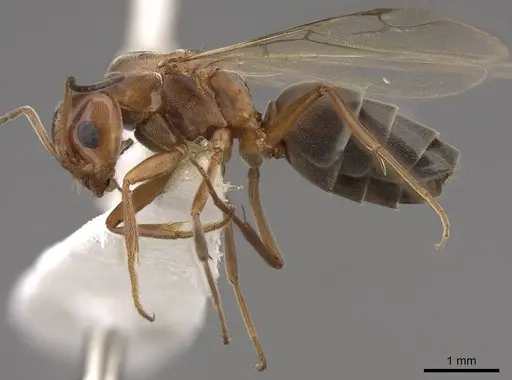 Dorymyrmex bicolor specimen CASENT0843686 image casent0843686_3