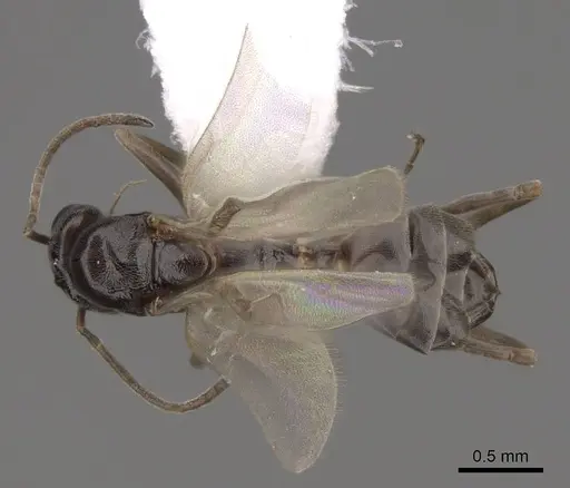 Dorymyrmex bicolor specimen CASENT0843687 image casent0843687_1