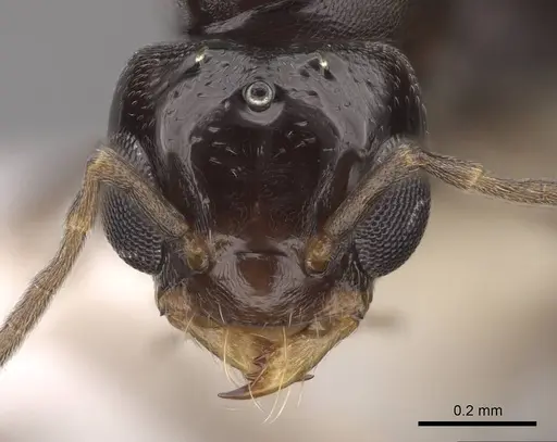 Dorymyrmex bicolor specimen CASENT0843687 image casent0843687_2