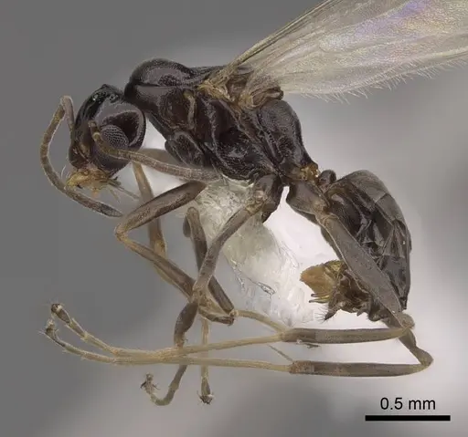 Dorymyrmex bicolor specimen CASENT0843687 image casent0843687_3