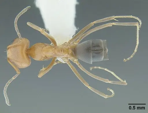 Dorymyrmex bicolor specimen CASENT0844005 image casent0844005_1
