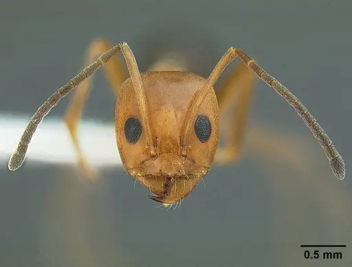 Dorymyrmex bicolor specimen CASENT0844005 image casent0844005_2