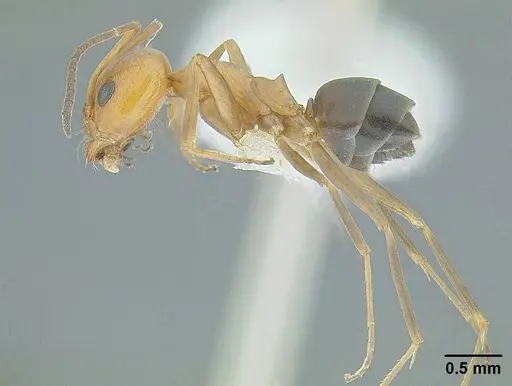 Dorymyrmex bicolor specimen CASENT0844005 image casent0844005_3