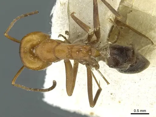 Dorymyrmex bicolor specimen CASENT0911522 image casent0911522_1