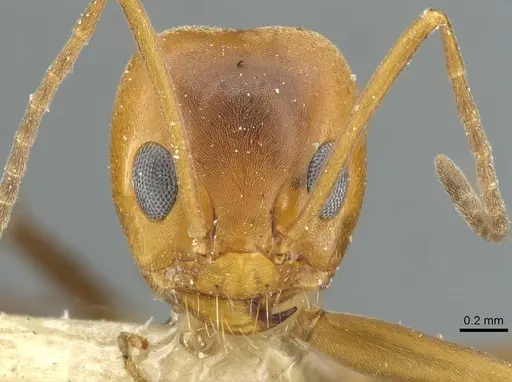 Dorymyrmex bicolor specimen CASENT0911522 image casent0911522_2