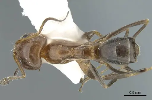 Dorymyrmex bicolor specimen CASENT0914498 image casent0914498_1