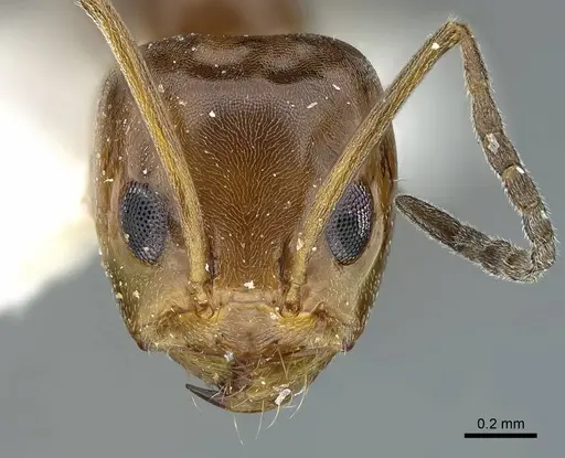 Dorymyrmex bicolor specimen CASENT0914498 image casent0914498_2