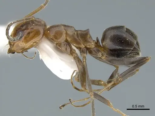 Dorymyrmex bicolor specimen CASENT0914498 image casent0914498_3