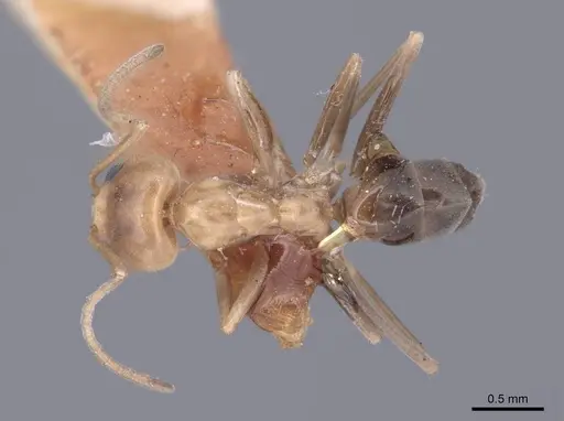 Dorymyrmex bicolor specimen FMNHINS0000045098 image fmnhins0000045098_1