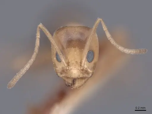 Dorymyrmex bicolor specimen FMNHINS0000045098 image fmnhins0000045098_2
