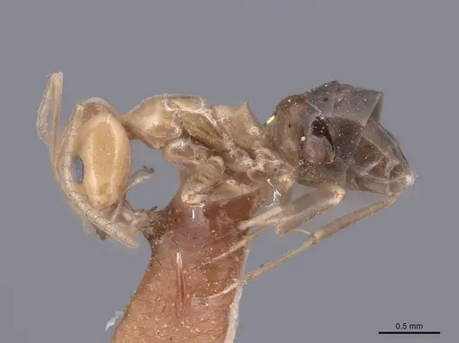 Dorymyrmex bicolor specimen FMNHINS0000045098 image fmnhins0000045098_3