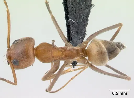 Dorymyrmex biconis specimen CASENT0179483 image casent0179483_1