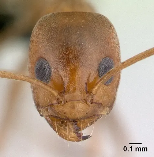Dorymyrmex biconis specimen CASENT0179483 image casent0179483_2