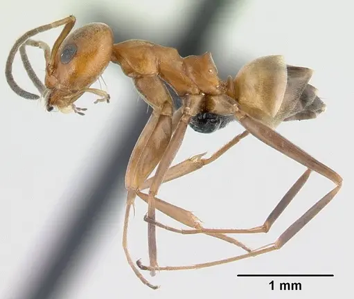 Dorymyrmex biconis specimen CASENT0179483 image casent0179483_3