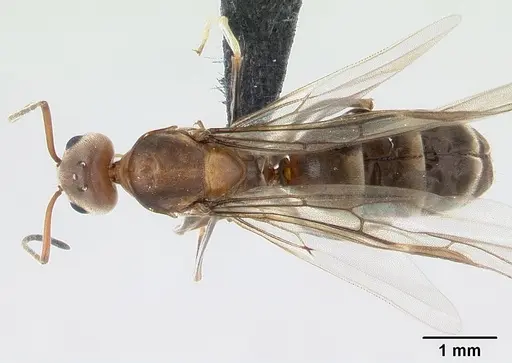 Dorymyrmex biconis specimen CASENT0192694 image casent0192694_1