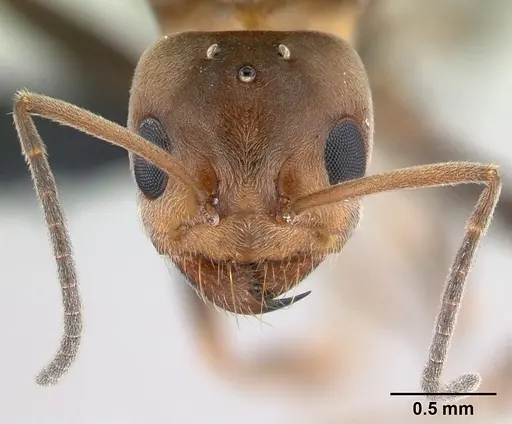 Dorymyrmex biconis specimen CASENT0192694 image casent0192694_2
