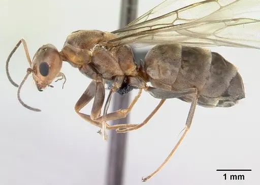 Dorymyrmex biconis specimen CASENT0192694 image casent0192694_3