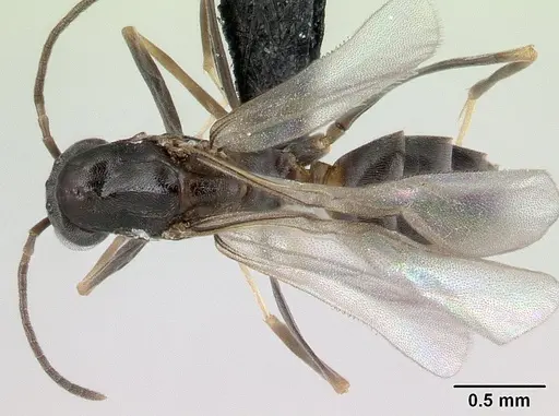 Dorymyrmex biconis specimen CASENT0192695 image casent0192695_1