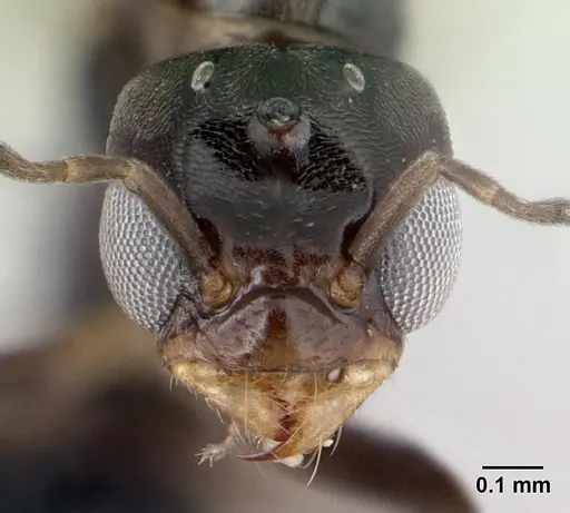 Dorymyrmex biconis specimen CASENT0192695 image casent0192695_2