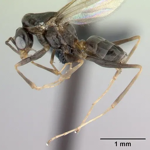 Dorymyrmex biconis specimen CASENT0192695 image casent0192695_3
