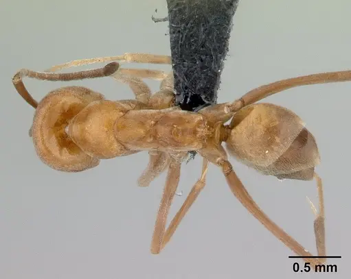Dorymyrmex biconis specimen CASENT0192696 image casent0192696_1
