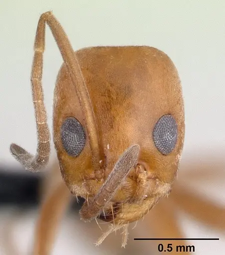 Dorymyrmex biconis specimen CASENT0192696 image casent0192696_2