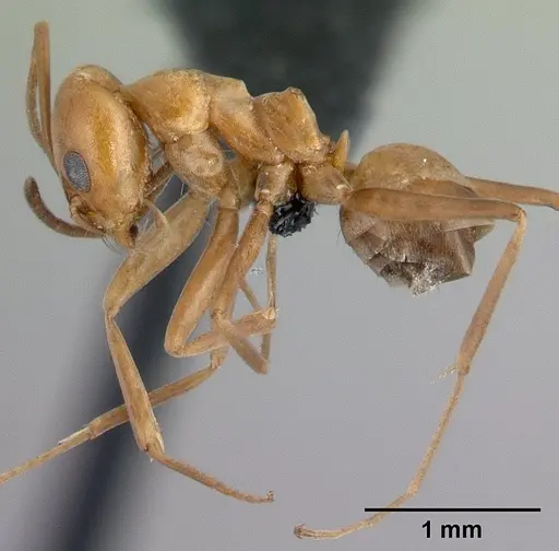 Dorymyrmex biconis specimen CASENT0192696 image casent0192696_3