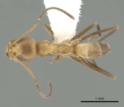 Dorymyrmex biconis specimen CASENT0249688 image casent0249688_1