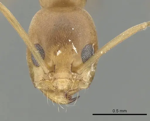 Dorymyrmex biconis specimen CASENT0249688 image casent0249688_2