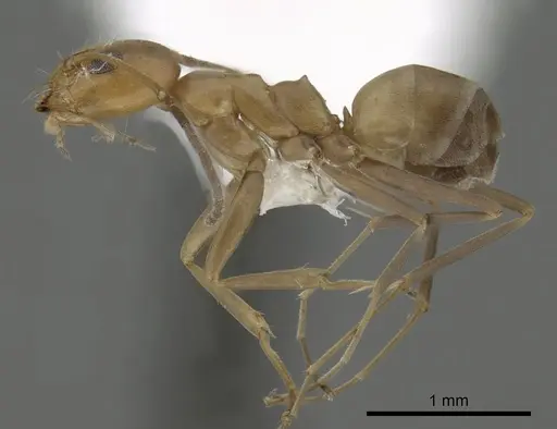 Dorymyrmex biconis specimen CASENT0249688 image casent0249688_3