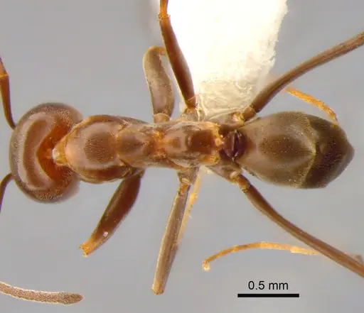 Dorymyrmex biconis specimen CASENT0841204 image casent0841204_1