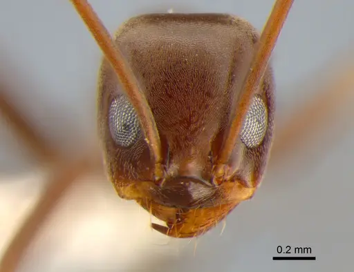 Dorymyrmex biconis specimen CASENT0841204 image casent0841204_2