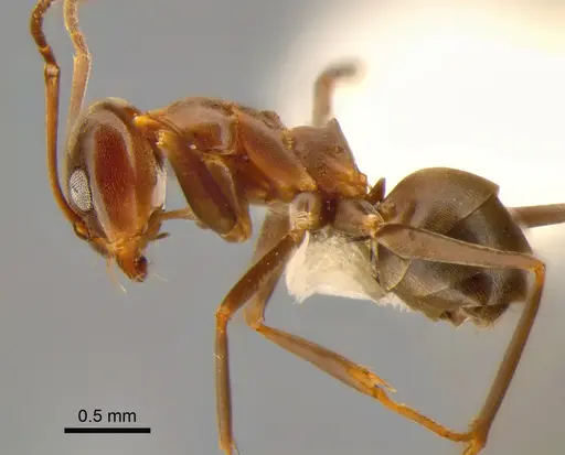 Dorymyrmex biconis specimen CASENT0841204 image casent0841204_3