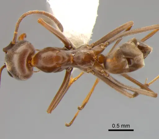 Dorymyrmex biconis specimen CASENT0843419 image casent0843419_1
