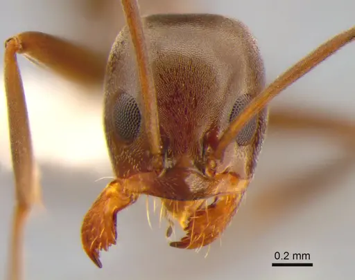 Dorymyrmex biconis specimen CASENT0843419 image casent0843419_2