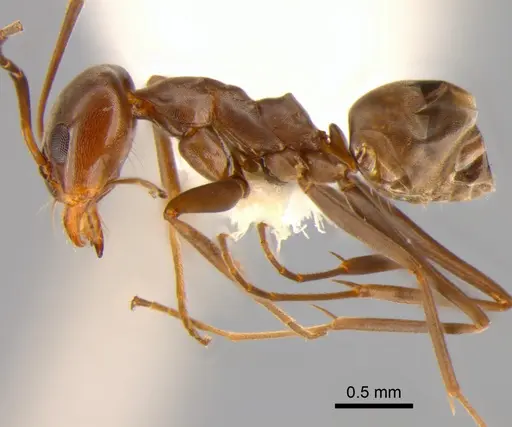 Dorymyrmex biconis specimen CASENT0843419 image casent0843419_3