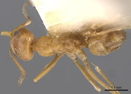 Dorymyrmex biconis specimen CASENT0909730 image casent0909730_1
