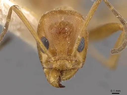 Dorymyrmex biconis specimen CASENT0909730 image casent0909730_2