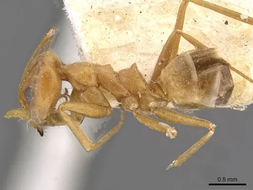 Dorymyrmex biconis specimen CASENT0909730 image casent0909730_3