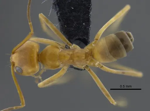 Dorymyrmex biconis specimen CBUMAGENT41879 image cbumagent41879_1