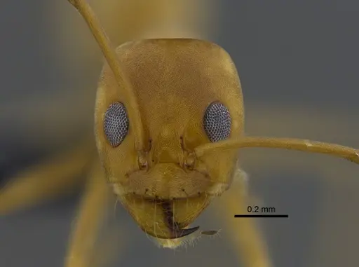 Dorymyrmex biconis specimen CBUMAGENT41879 image cbumagent41879_2