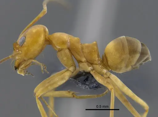 Dorymyrmex biconis specimen CBUMAGENT41879 image cbumagent41879_3