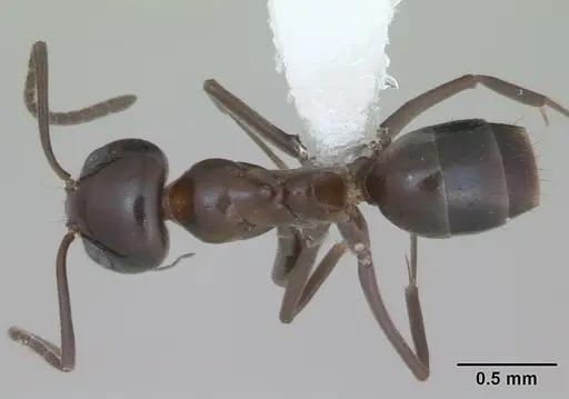 Dorymyrmex bituber specimen CASENT0173842 image casent0173842_1